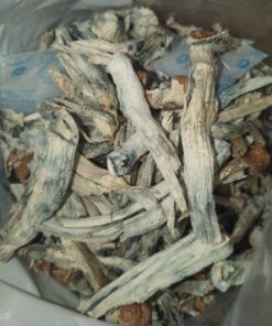 Magic Mushroom(Tidal Wave 4)