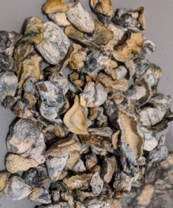 Magic Mushroom (Yak's)